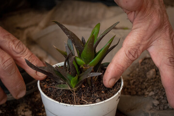 Manos acomodando una planta en maceta con tierra húmeda