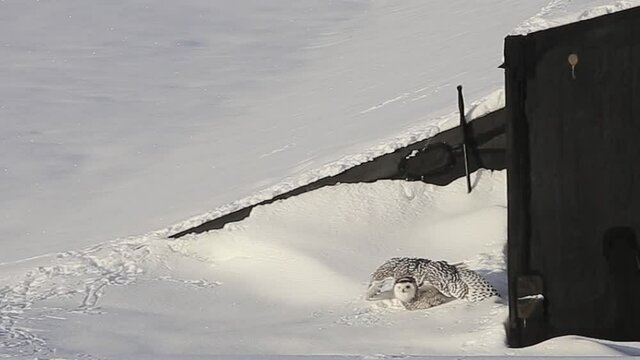 birds of prey, peregrine falcon attack a snowy owl winter snow landscape