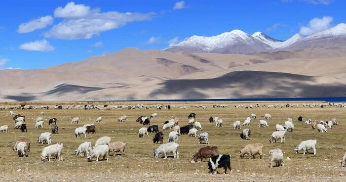 Pashmina wool goats graze on outdoor pasture in Ladakh, India