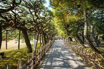 特徴的な形の古い松並木に囲まれた遊歩道の情景＠栗林公園、香川
