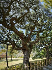 青空バックに見る特徴的な形の古い松の大木＠栗林公園、香川