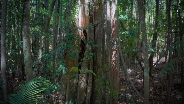 Old big tree in jungle rainforest. Banyan in Kondalilla National Park Queensland