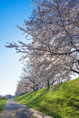 京都　背割堤の桜