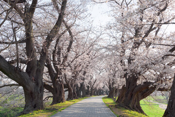 Obraz premium 京都 背割堤の桜