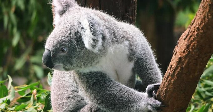 Koala bear indigenous animal of Australia on tree in jungle forest