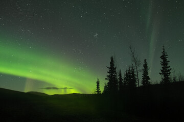 Northern lights over the pines