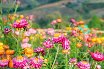 Fototapeta premium beautiful growing strawflowers in the garden