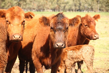 Obraz premium cows in a field
