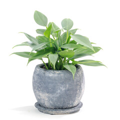 フィロデンドロン・シルバーメタルの植え込み © Shigeyasu Urayama