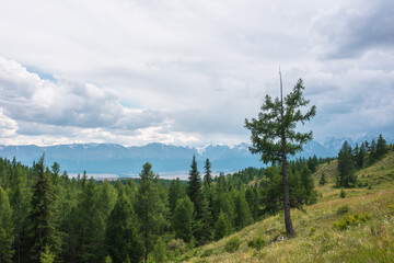 Dramatic landscape with old coniferous tree on hill with view to forest and high snowy mountain range under rainy cloudy sky. Atmospheric view to conifer forest and large snow mountains in overcast.