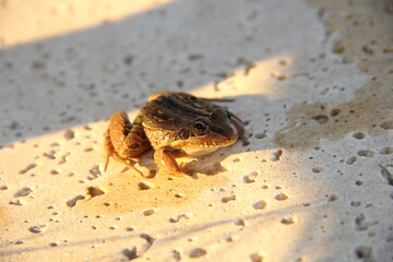 frog on the ground