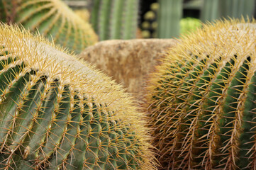 Close up of Bunch of rounds shaped green cactuses in the garden with nature background. select focus. 