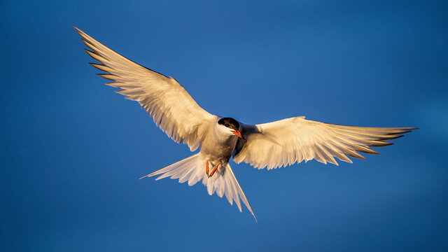 Tern with spread wings in flight. Front view. Blue sky background. Adult common tern in flight. Sterna hirundo. Natural habitat, summer season. Ladoga Lake