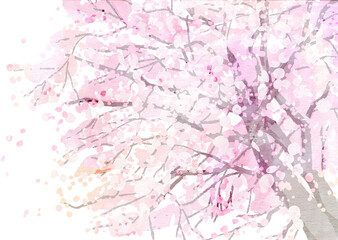 Obraz na płótnie Canvas 水彩の桜の木のイラスト