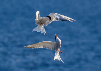 Common Terns interacting in flight. Adult common terns in flight in sunset light on the blue sea...