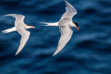 Fototapeta na wymiar A tern in flight. Blue sea waves in the background. Top view. Adult common tern in flight. Scientific name: Sterna hirundo. Natural habitat, summer season. Ladoga Lake. Russia .
