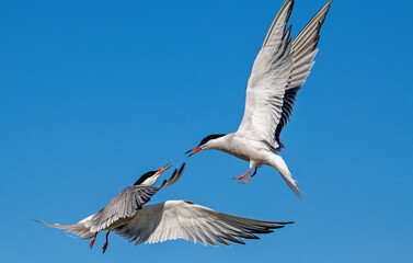 Common Terns interacting in flight. Adult common terns in flight in sunset light on the sky background. Scientific name: Sterna hirundo.