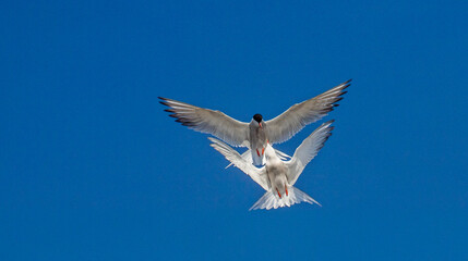 Common Terns interacting in flight. Adult common terns in flight in sunset light on the sky background. Scientific name: Sterna hirundo.