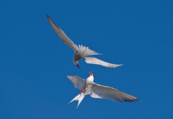 Common Terns interacting in flight. Adult common terns in flight in sunset light on the sky background. Scientific name: Sterna hirundo.