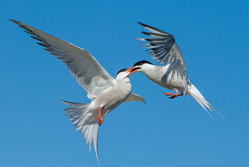Common Terns interacting in flight. Adult common terns in flight in sunset light on the sky background. Scientific name: Sterna hirundo.