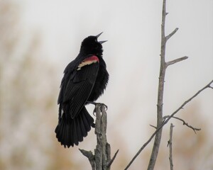 Redwing blackbird in full song