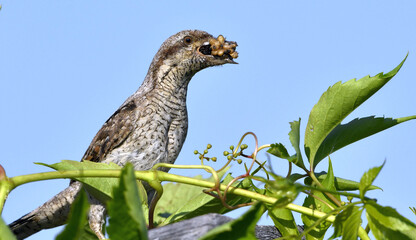 The bird holds ants and ant larvae in its beak. Eurasian wryneck or northern wryneck (Jynx torquilla).