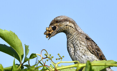 The bird holds ants and ant larvae in its beak. Eurasian wryneck or northern wryneck (Jynx torquilla).