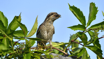 The bird holds ants and ant larvae in its beak. Eurasian wryneck or northern wryneck (Jynx torquilla).
