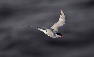 A tern in flight. Sea Waves Background. Adult common tern in flight. Scientific name: Sterna hirundo. Ladoga Lake. Russia .
