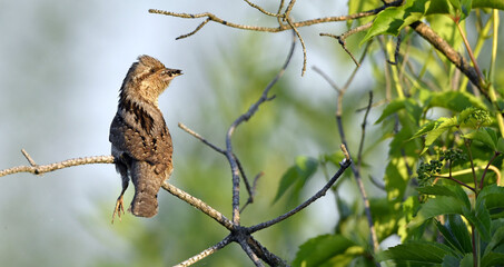 The bird holds ants and ant larvae in its beak. Eurasian wryneck or northern wryneck (Jynx torquilla).
