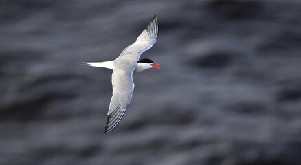 A tern in flight. Sea Waves Background. Adult common tern in flight. Scientific name: Sterna hirundo. Ladoga Lake. Russia .