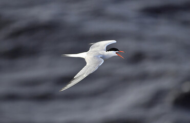 A tern in flight. Sea Waves Background. Adult common tern in flight. Scientific name: Sterna hirundo. Ladoga Lake. Russia .