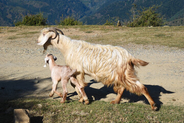 Cute baby goat and mother walking together in countryside area