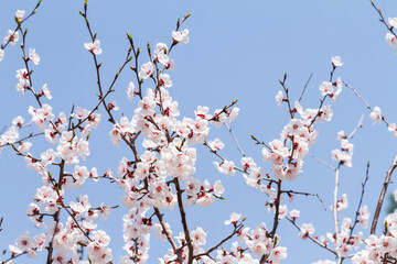 Spring flowers sprouting texture background.