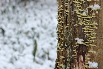 Obraz premium 雪の日の公園の大木の幹