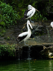 Picture of pelican on a zoo pond