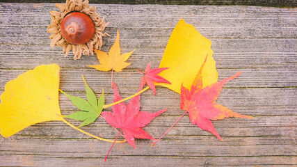 Fototapeta na wymiar Vintage wooden table with autumn leaves on tree background, yellow and orange leaves on autumn edges