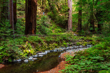 Fototapeta na wymiar Redwood Creek Flowing through the Old Growth Redwoods, Muir Woods National Monument