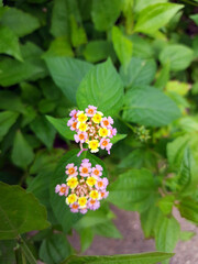 Close up Colorful Little flower with green leaves