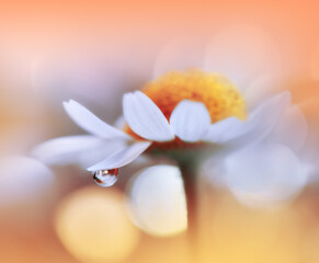 Fototapeta premium Beautiful Macro Photo.Colorful Flowers.Border Art Design.Magic Light.Close up Photography.Conceptual Abstract Image.Yellow and Orange Background.Fantasy Floral Art.Creative Wallpaper.Beautiful Nature.