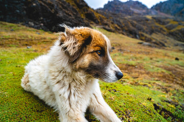 Stray Dog in the high altitude mountains