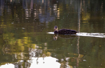 DUCK, Pato en el agua, reflejo de pato.