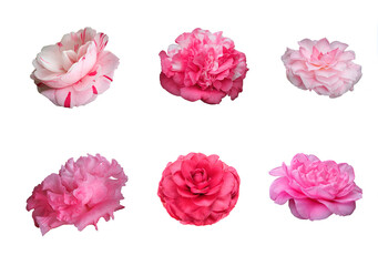 Focus Stacked Closeup Images of Six Different Kinds of Camellia Blossoms Isolated on White - 481939094