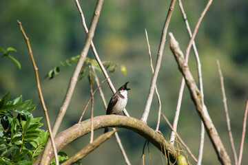bird on a tree