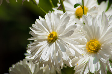 white daisy flower