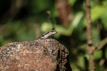 lizard on a rock