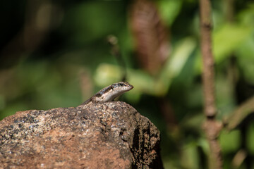 lizard on a rock