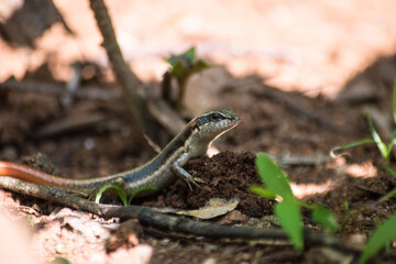 lizard on the garden