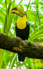 Keel-billed Toucan © Rod Gardner