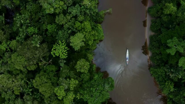 A canoe is moving over a small river in the Amazon rainforest with many different types of trees growing along the river in a tropical forest